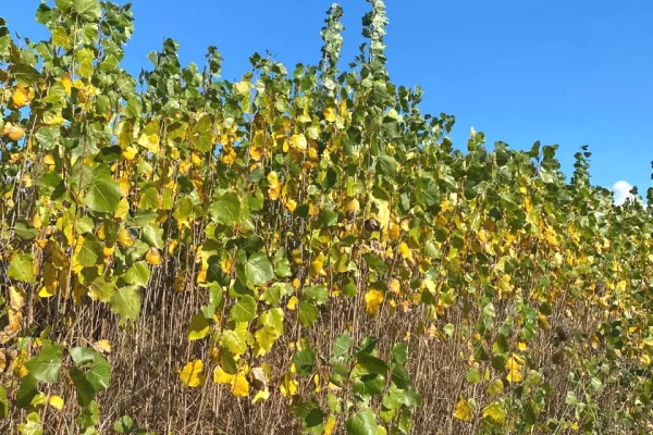 Different articles a Lushnja - 100,150 Leke