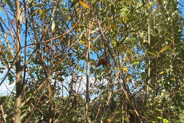 Different articles a Lushnja - 100,150 Leke