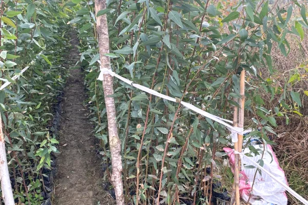 Different articles a Lushnja - 100,150 Leke