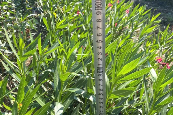 Fidanishte ne shitje 