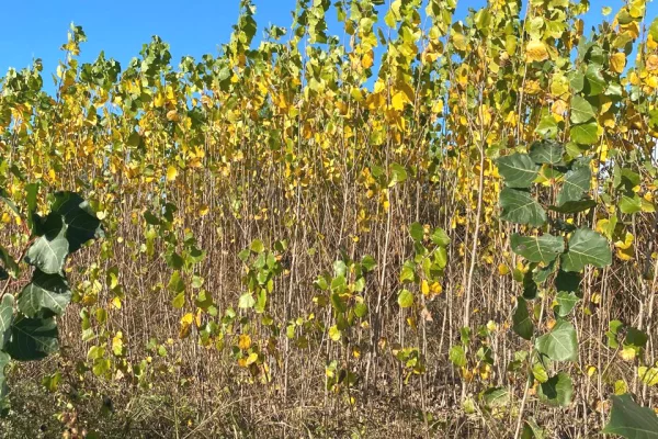 Fidanishte ne shitje 
