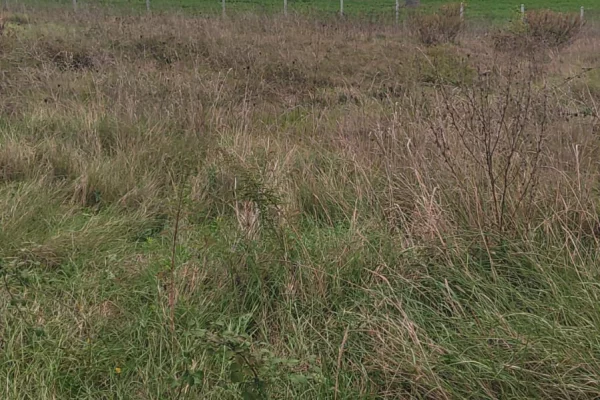 Truall ose Toke ne Tirane - 80,000 Euro