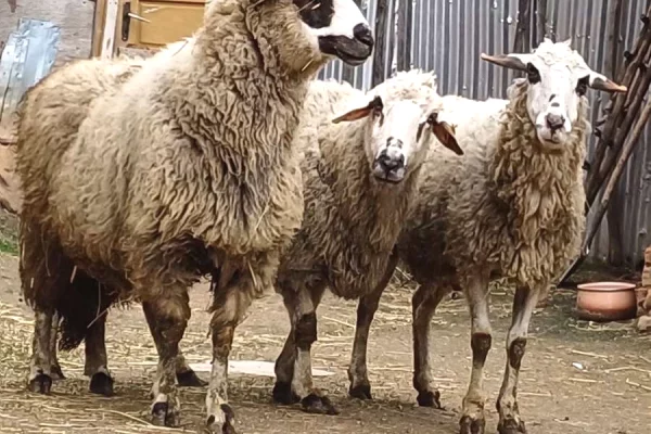 Animali e uccelli a Pristina - 580 Euro