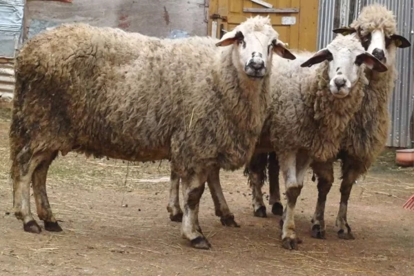 Animali e uccelli a Pristina - 580 Euro