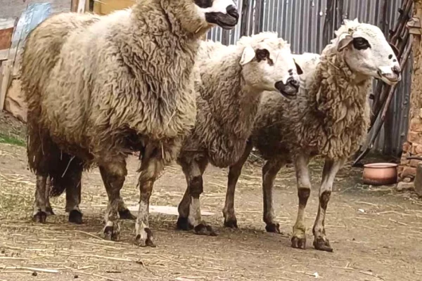 Animali e uccelli a Pristina - 580 Euro