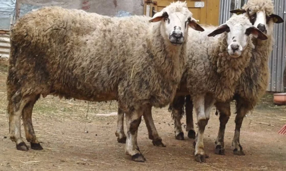 🐑 Shiten 3 dele barsa