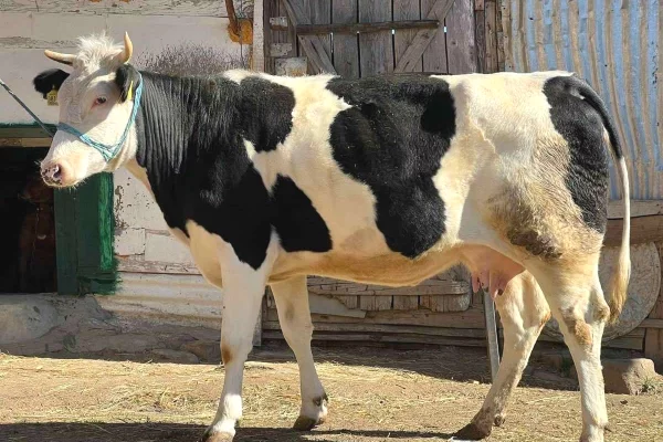 Kafshe e shpende ne Mitrovice - 1,250 Euro