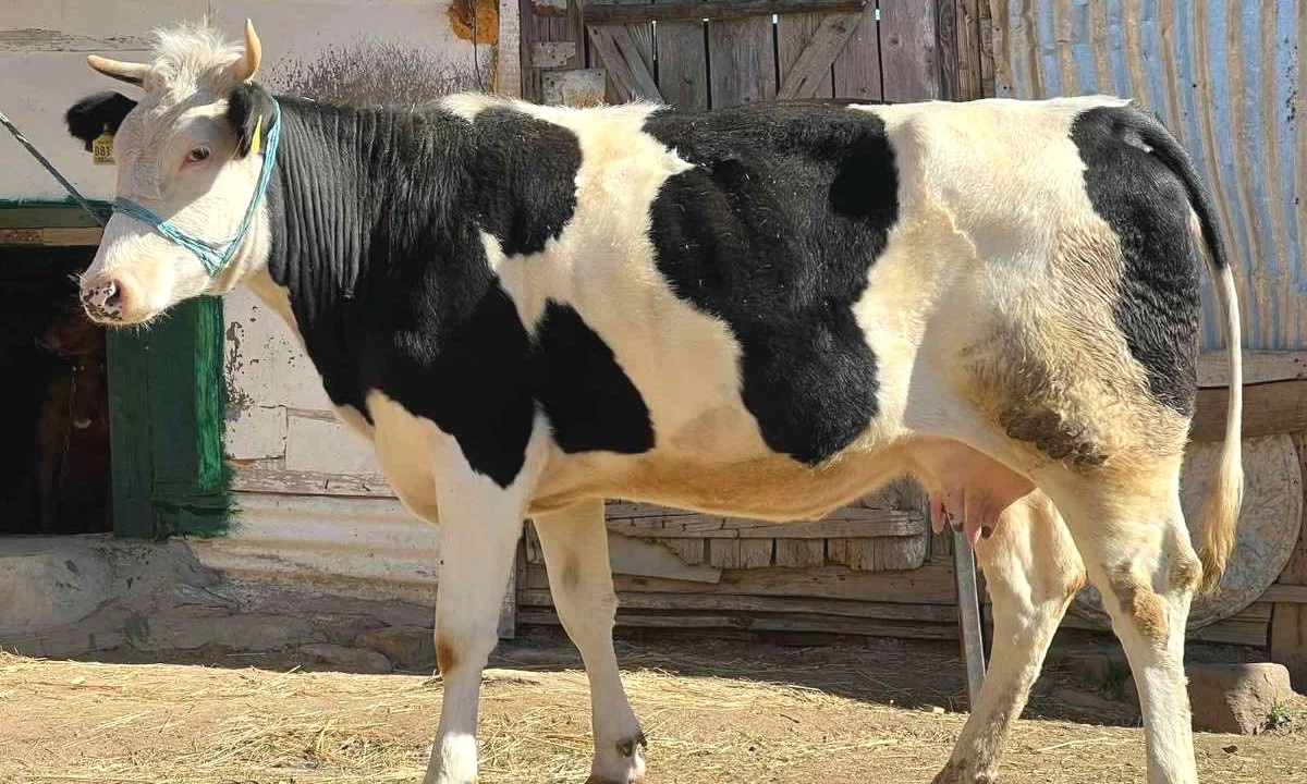 🐄 Shitet lope shterpe 