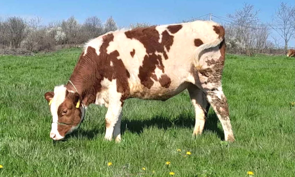 🐄 Shitet meshqerre Simental