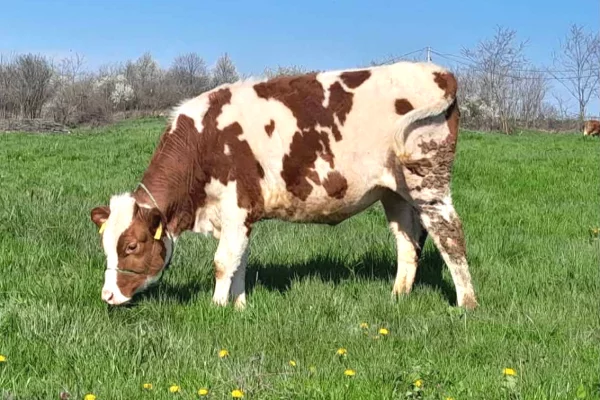 Kafshe e shpende ne Prishtine - 1,050 Euro