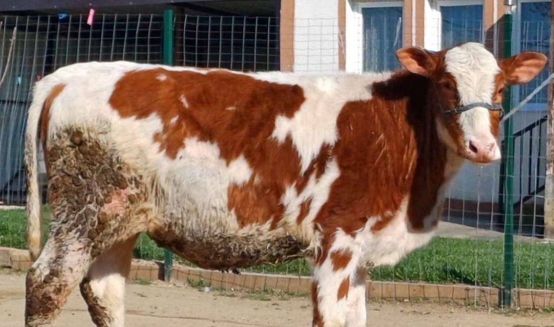 🐄 Shitet meshqerre – 6 muajshe