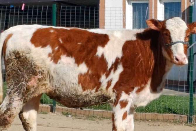 Kafshe e shpende ne Mitrovice - 780 Euro