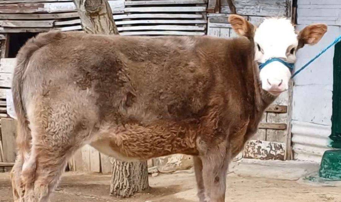 🐐 Shitet Meshtire 5 Muajshe