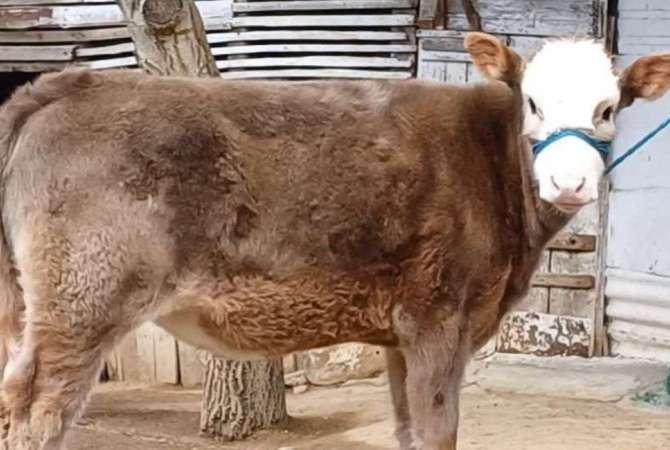 Kafshe e shpende ne Mitrovice - 750 Euro