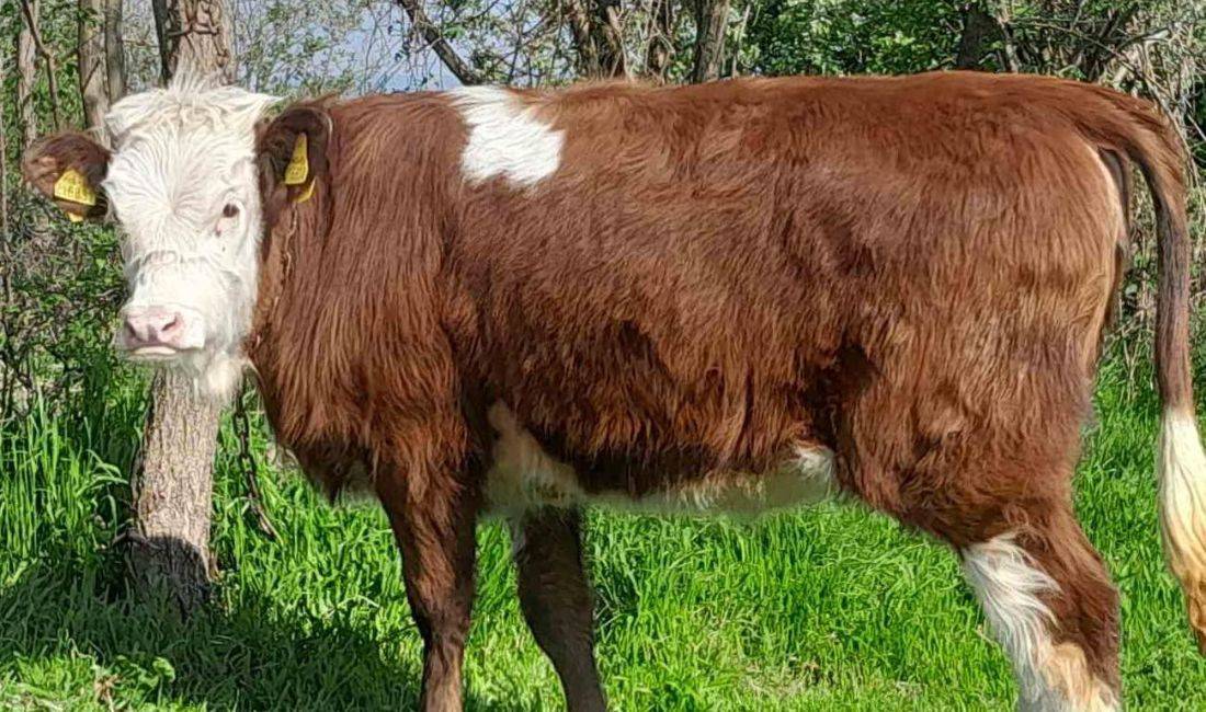 🐄 Shitet Meshtire 9 Muajshe – Simentale e Fushes