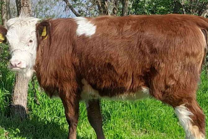 Kafshe e shpende ne Prishtine - 980 Euro