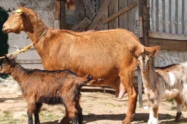 Kafshe e shpende ne Prishtine - 340 Euro