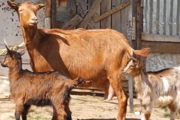 🐐 Shitet Dhi me 2 Keca 