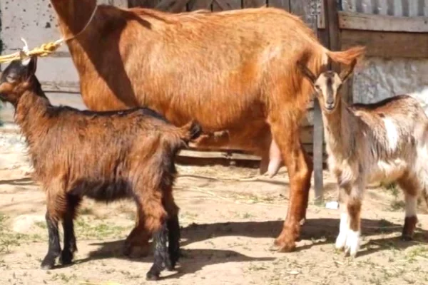 🐐 Shitet Dhi me 2 Keca 