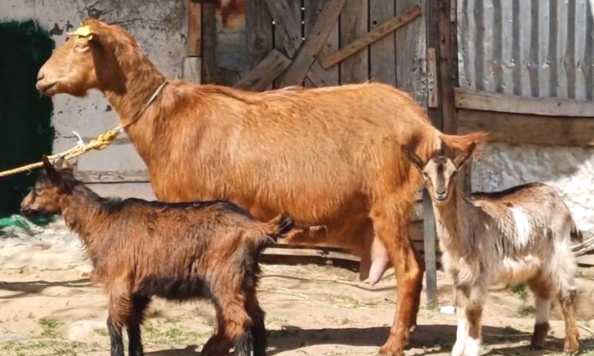 🐐 Shitet Dhi me 2 Keca 