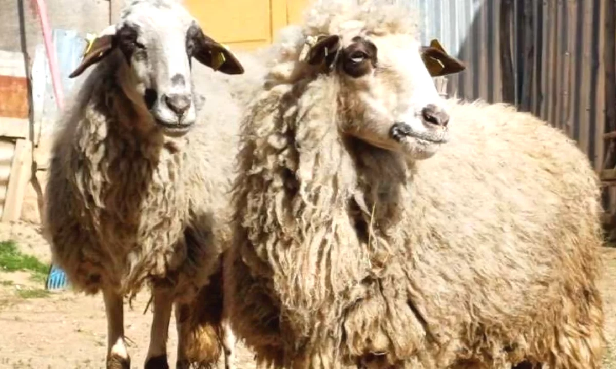 🐑 Shiten 2 Dele Barse 