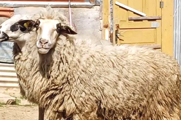 🐑 Shiten 2 Dele Barse 