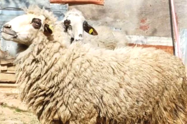 🐑 Shiten 2 Dele Barse 