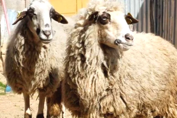 Kafshe e shpende ne Prishtine - 430 Euro