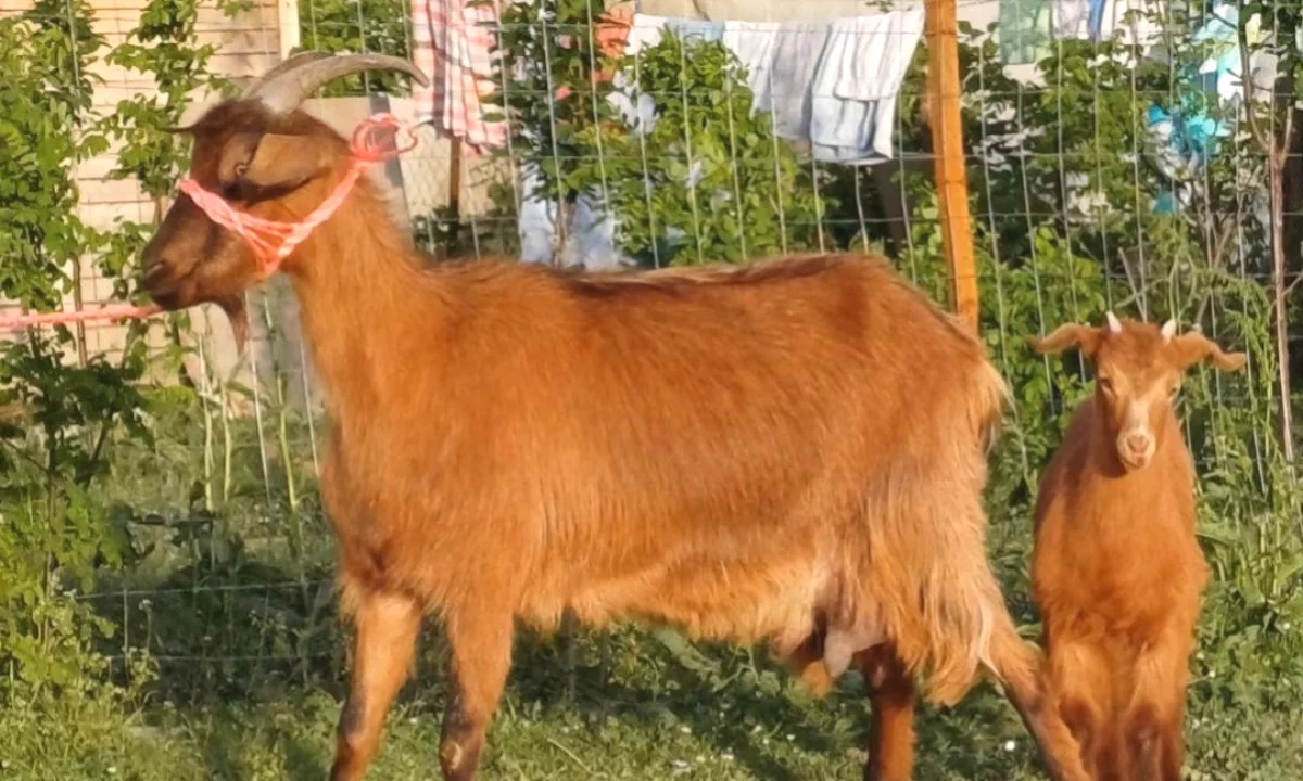 🐐✨ SHITET DHI ME KEC – ME GARANCI | 3 LITRA QUMESHT