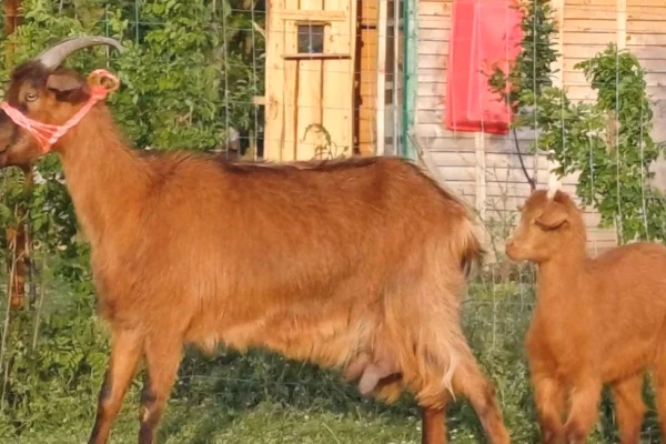 🐐✨ SHITET DHI ME KEC – ME GARANCI | 3 LITRA QUMESHT