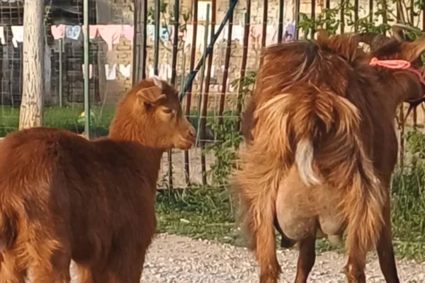 🐐✨ SHITET DHI ME KEC – ME GARANCI | 3 LITRA QUMESHT