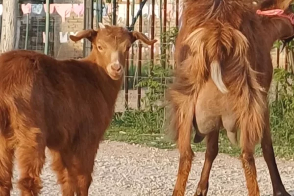 🐐✨ SHITET DHI ME KEC – ME GARANCI | 3 LITRA QUMESHT