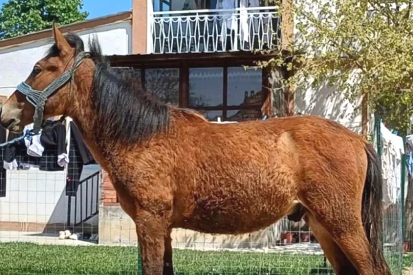 Animals and birds in Pristina - 430 Euro