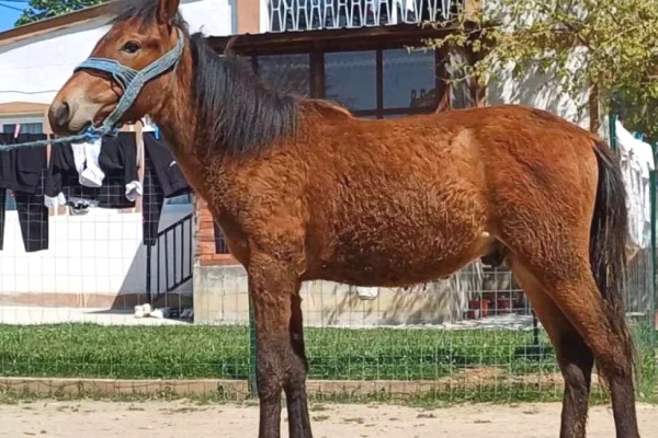 🐴🔥 SHITET MAZIN MASHKULL 11 MUAJ | I MIRE PER SHALE | OKAZION