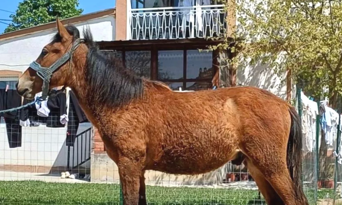🐴🔥 SHITET MAZIN MASHKULL 11 MUAJ | I MIRE PER SHALE | OKAZION