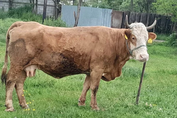 🐄🔥 SHITET LOPE SHTERRPE E FUSHES – IDEALE PER KURBAN
