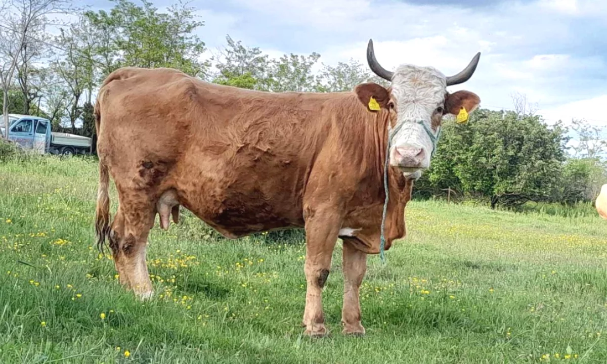 🐄🔥 SHITET LOPE SHTERRPE E FUSHES – IDEALE PER KURBAN