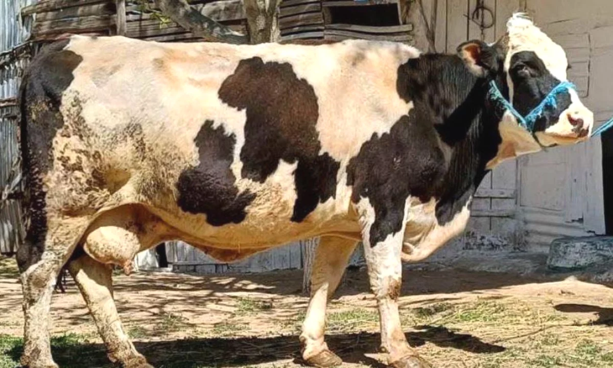 🐄🔥 SHITEN 2 LOPE SHTERRPA – IDEALE PER KURBAN