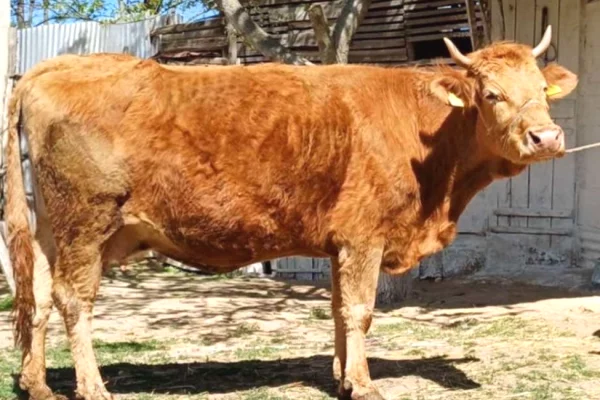 🐄🔥 SHITEN 2 LOPE SHTERRPA – IDEALE PER KURBAN
