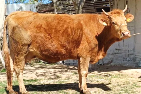 🐄🔥 SHITEN 2 LOPE SHTERRPA – IDEALE PER KURBAN