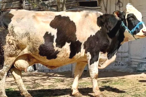 Animals and birds in Pristina - 1,350 Euro