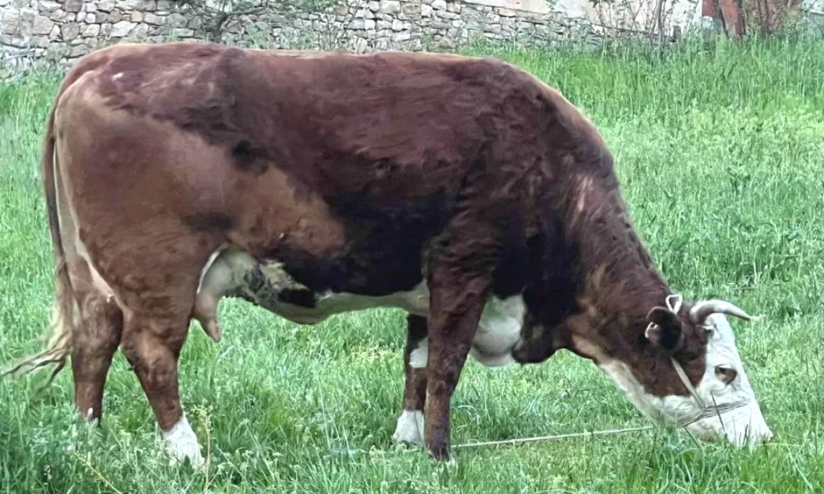 🐄🔥 SHITET LOPE SHTERRPE E FUSHAVE NATYRALE 
