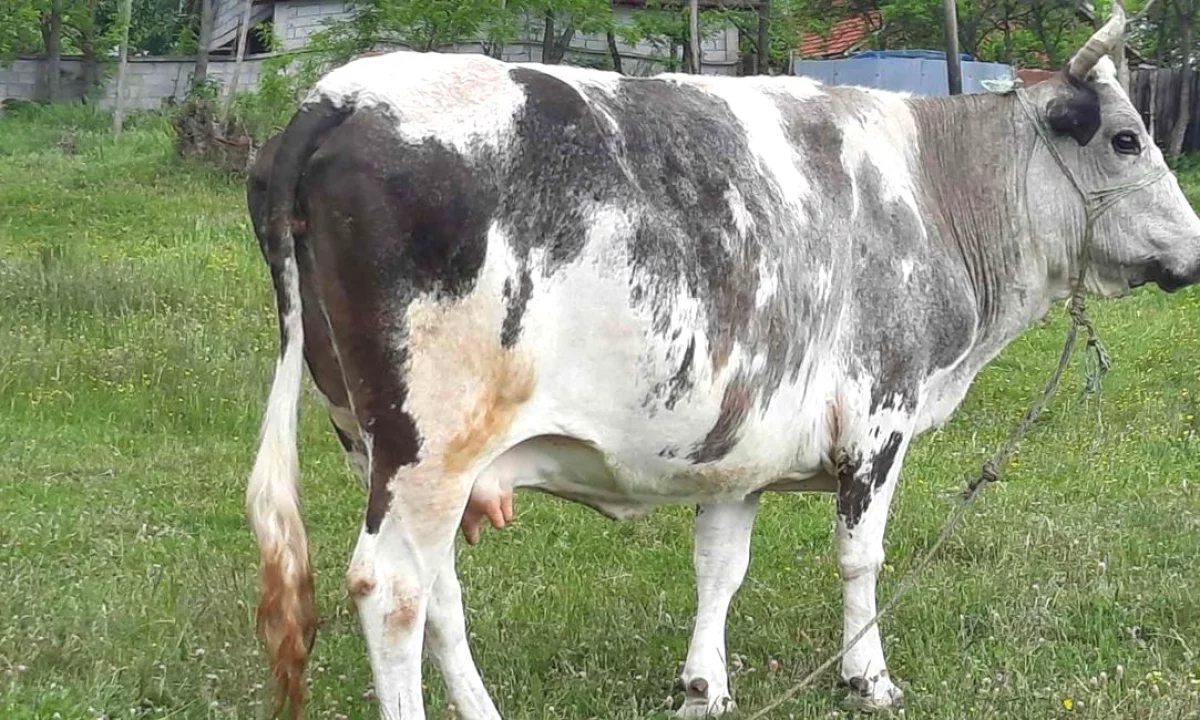 🐄🔥 SHITET LOPE SHTERPE E KULLOTES 
