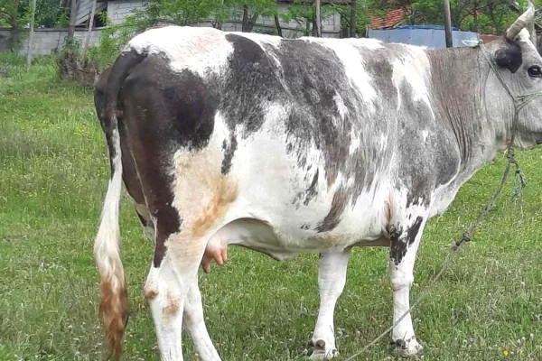 Animals and birds in Pristina - 1,400 Euro