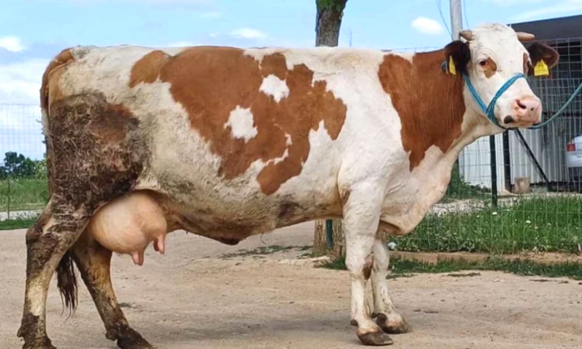 🐄🔥 SHITET LOPE SHTERPE – SHUME E MIRE PER KURBAN