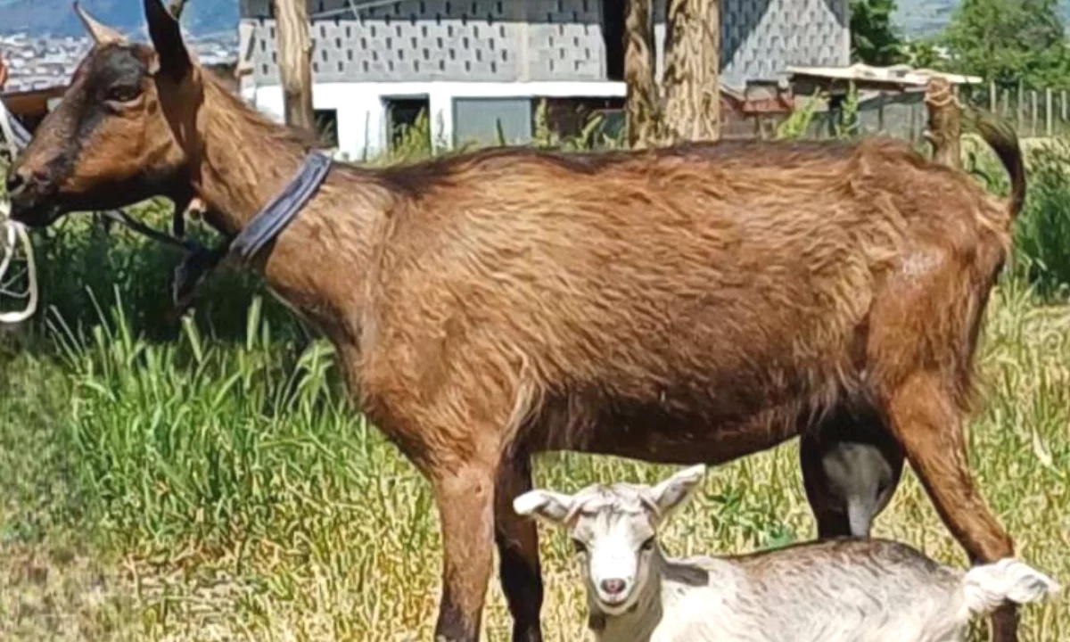 🐐🔥 SHITET DHI ALPINE ME KEC 