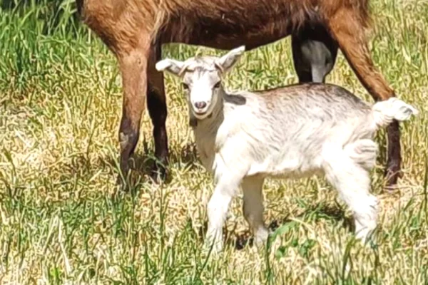 🐐🔥 SHITET DHI ALPINE ME KEC 