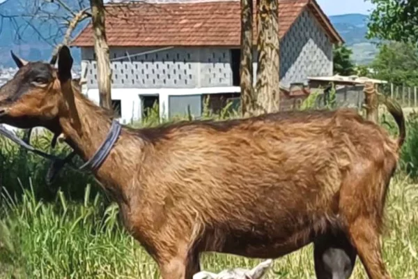 🐐🔥 SHITET DHI ALPINE ME KEC 