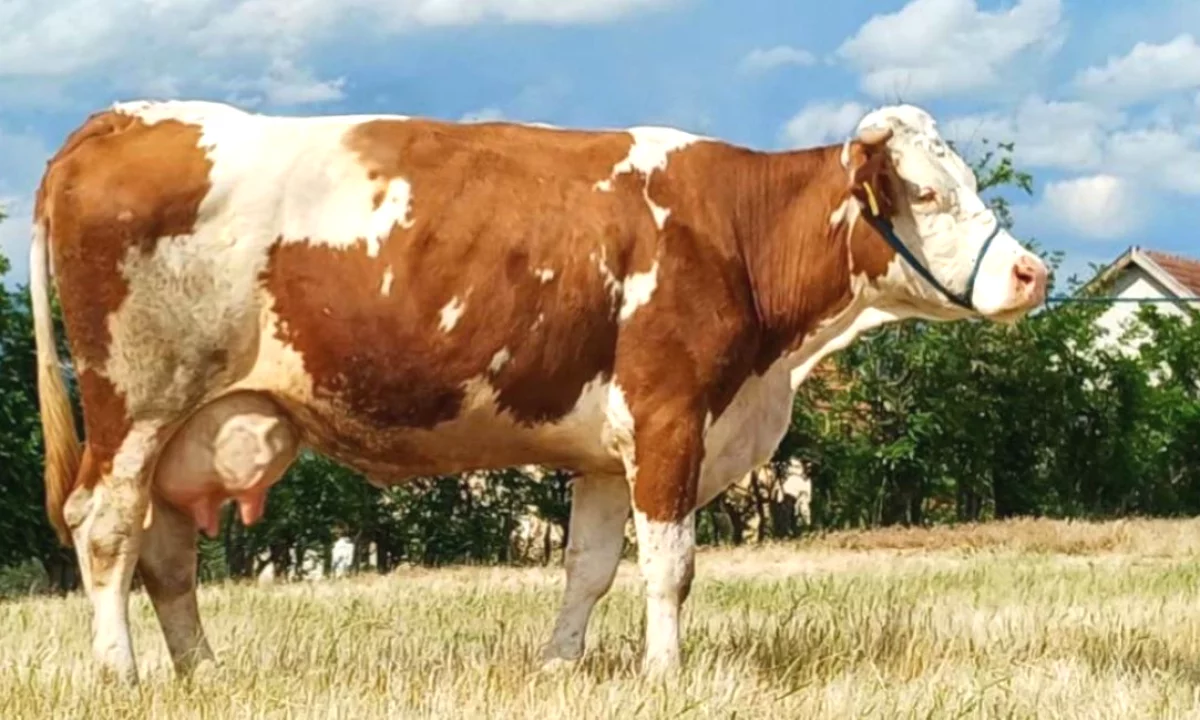 🐄🔥 SHITET LOPE SHTERPE – AFER 600 KG | 12 LITRA QUMESHT NE DITE