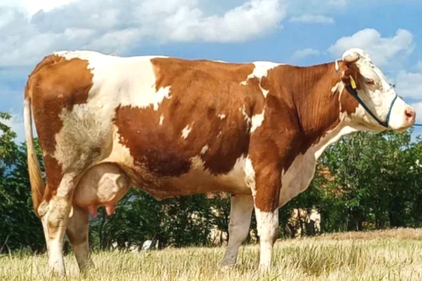 🐄🔥 SHITET LOPE SHTERPE – AFER 600 KG | 12 LITRA QUMESHT NE DITE